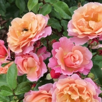 Rožė (Rosa) 'Maria Curie'